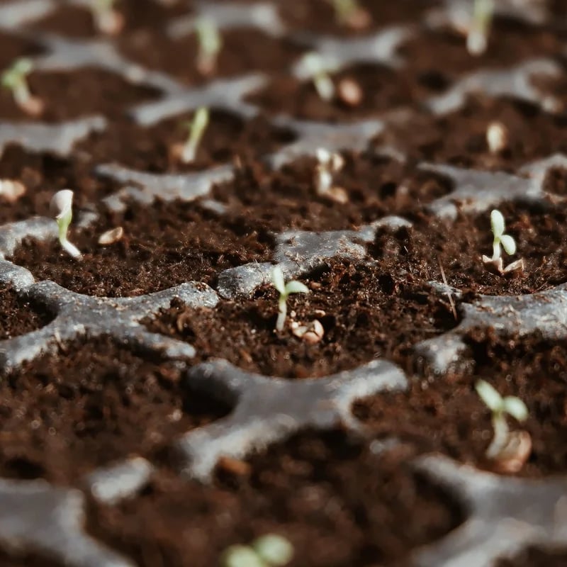🔥LAST DAY 49% OFF🌱Premium Organic Coconut Coir Bricks for Plants